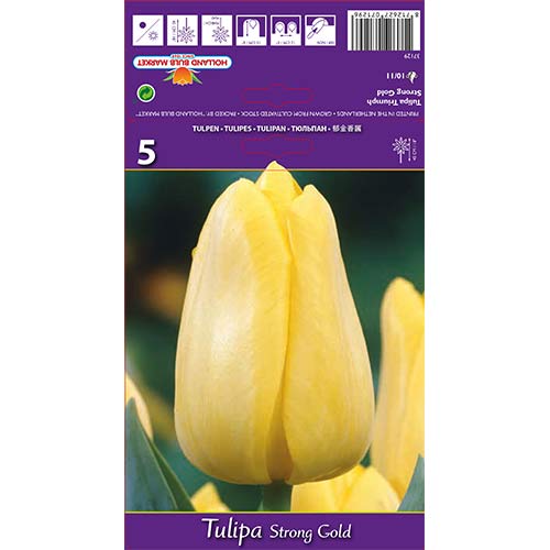 Tulipan Triumph Strong Gold interface.image 1 interface.art 70220