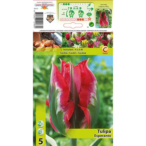 Tulipan Viridiflora Esperanto interface.image 1 interface.art 67869