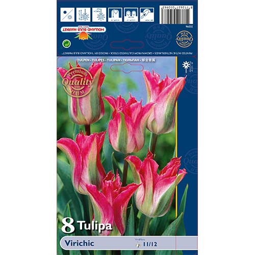 Tulipan Viridiflora Virichic interface.image 1 interface.art 67712