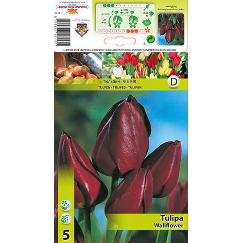 Tulipan Wallflower interface.image 1 interface.art 67812