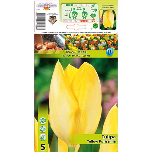 Tulipan Fostera Yellow Purissima interface.image 1 interface.art 67734