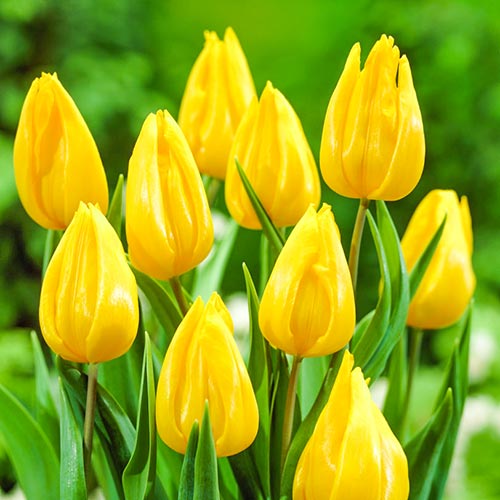 Tulipan Yokohama interface.image 1 interface.art 67737