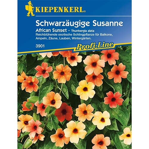 Tunbergia Susanne African Sunset interface.image 1 interface.art 86309