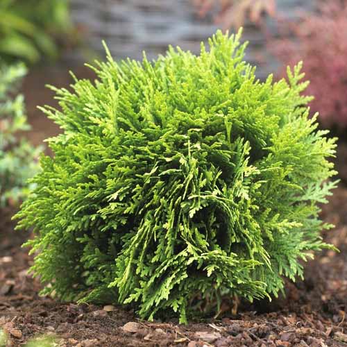 Туя западна Danica, C2 изображение 1 артикул 7750