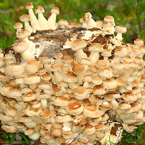 Twardnik japoński (Shiitake) interface.image 1 interface.art 96882