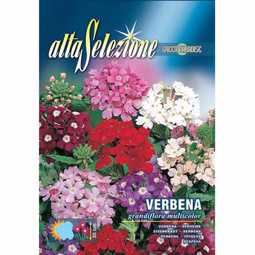 Urzică cu flori mari, mix multicolor imagine 1 articol 96370