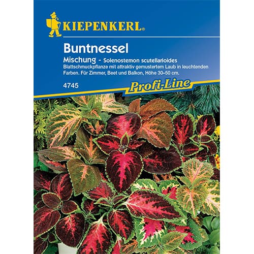 Urzică decorativă (Coleus), mix multicolor Kiepenkerl imagine 1 articol 50058