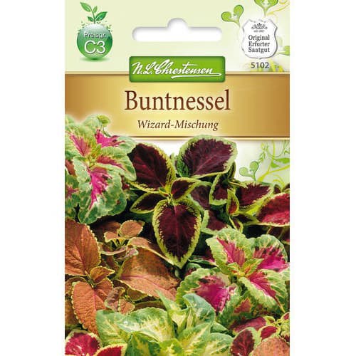Urzică decorativă (Coleus) Wizard, mix multicolor imagine 1 articol 78903