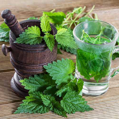 Urzică imagine 1 articol 66988