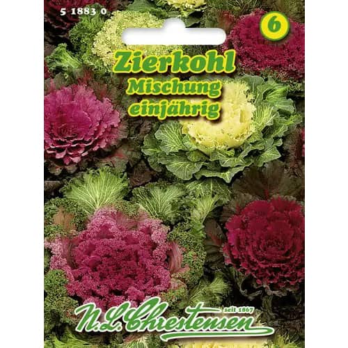 Varză ornamentală, mix multicolor imagine 1 articol 96404