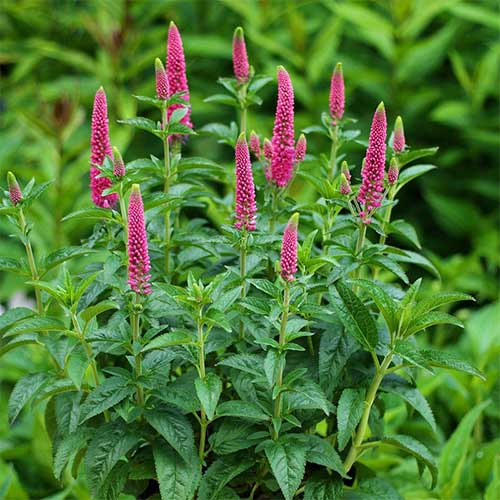 Veronica First Love imagine 1 articol 01319