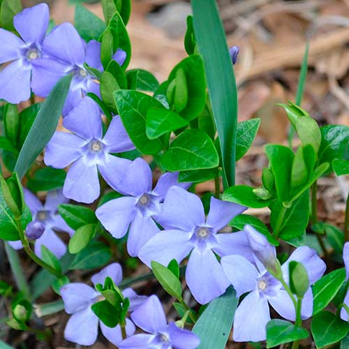 Винка Minor изображение 1 артикул 2304