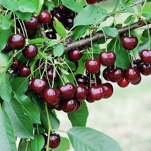 Вишна Achat, С2 изображение 1 артикул 4848