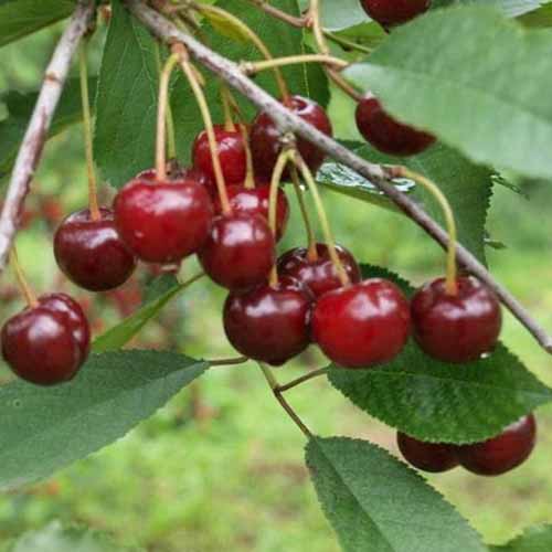 Vișin Kelleris imagine 1 articol 4846