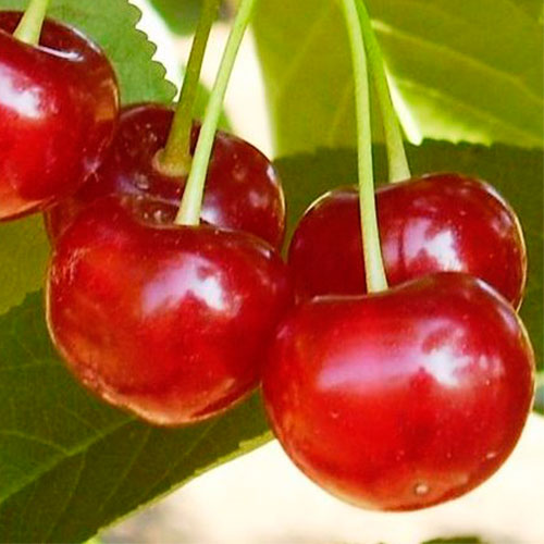 Vișin Meteor imagine 1 articol 7492