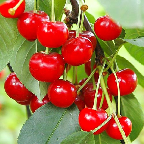 Vișin Pandy imagine 1 articol 6922