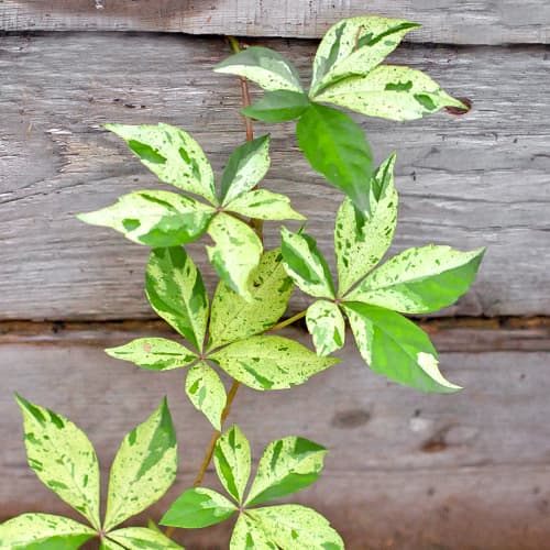 Viță de Canada Star Showers, Р9 imagine 1 articol 5866