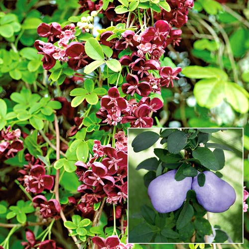 Viță de ciocolată (Akebia quinata) imagine 1 articol 9200