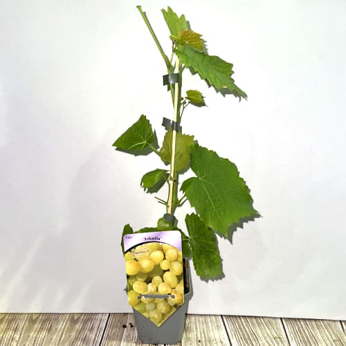 Viță de vie Arkadia, Р9 imagine 2 articol 7303