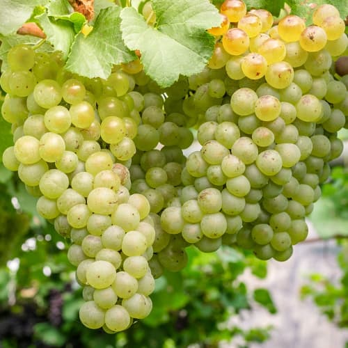 Viță de vie Aurora, P9 imagine 1 articol 7372