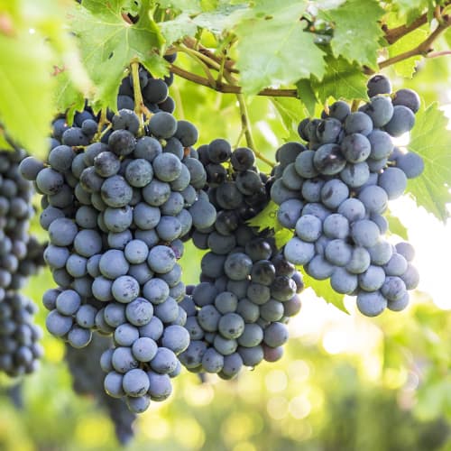 Viță de vie Boskoop Glory imagine 1 articol 5561