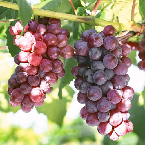 Viță de vie Chrupka Pink imagine 1 articol 5562