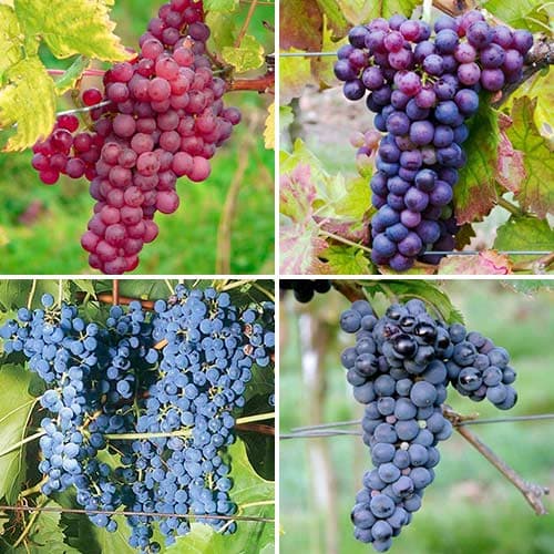 Ofertă specială! Viță de vie Grace, set de 4 soiuri imagine 1 articol 4905