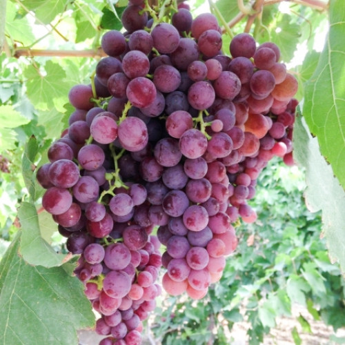 Viță de vie Kismis roz imagine 1 articol 7338