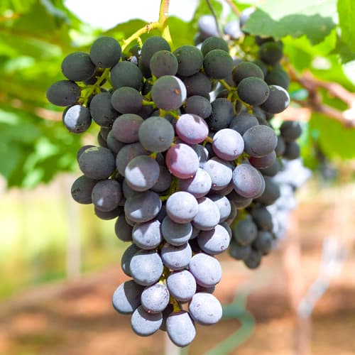 Viță de vie Kodrianka, Р9 imagine 1 articol 7339