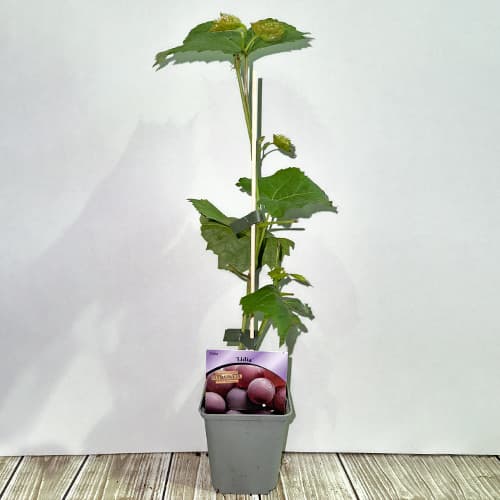 Viță de vie Lidia, Р9 imagine 2 articol 7340