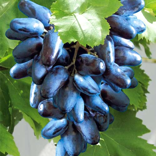 Viță de vie Maxi Black imagine 1 articol 7321