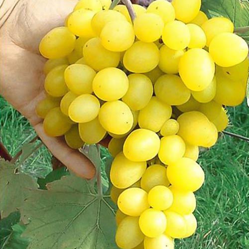 Viță de vie Maxi White imagine 1 articol 7320