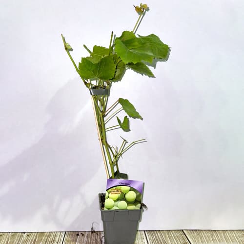 Viță de vie Ontario, P9 imagine 2 articol 6956