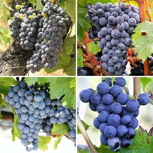 Ofertă specială! Viță de vie pentru vin, set de 4 soiuri imagine 1 articol 4907