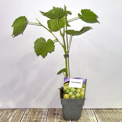 Viță de vie Pinot Blanc, Р9 imagine 2 articol 4895