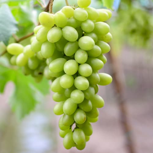 Viță de vie Regina imagine 1 articol 5566