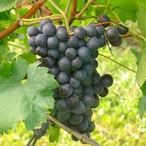 Viță de vie Saint Laurent imagine 1 articol 4902