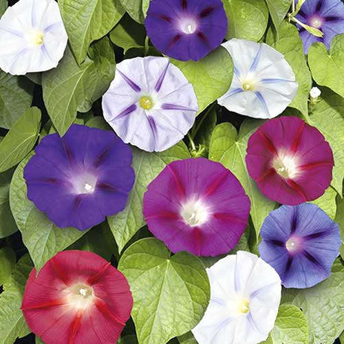 Volbură târâtoare Early Call imagine 1 articol 65452