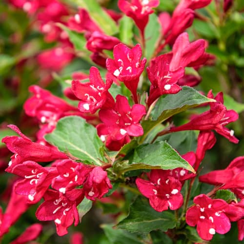 Weigela All Summer Red, С2 изображение 1 артикул 8270