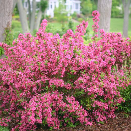 Weigela Bouquet Rose imagine 1 articol 9195