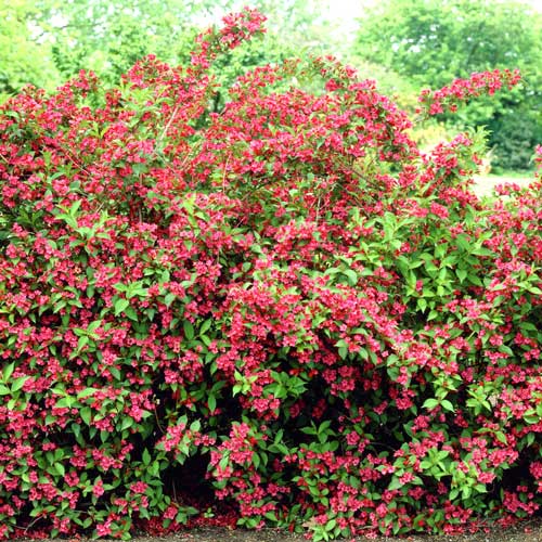 Weigela Bristol Ruby imagine 1 articol 2564