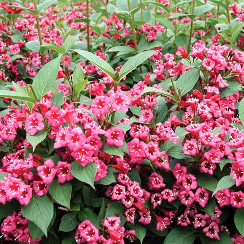 Weigela Bristol Ruby imagine 2 articol 2564