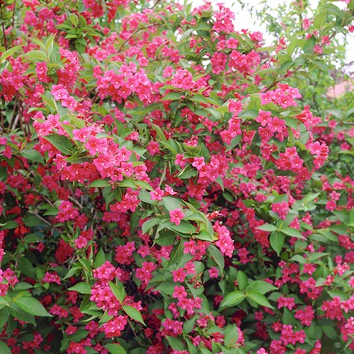 Weigela Bristol Ruby imagine 1 articol 9564