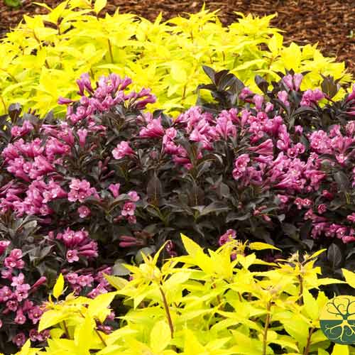 Weigela florida Minor Black imagine 2 articol 9516