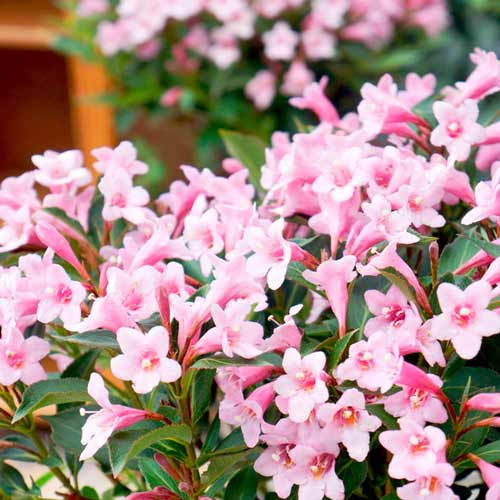 Weigela (Krzewuszka cudowna) Pink Princess interface.image 2 interface.art 9015
