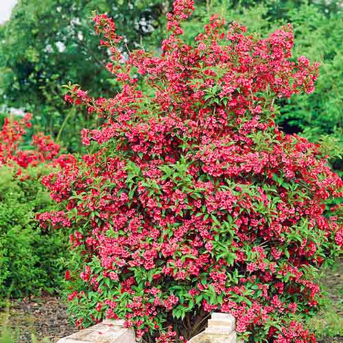 Weigela florida Red Prince, С2 interface.image 1 interface.art 8237