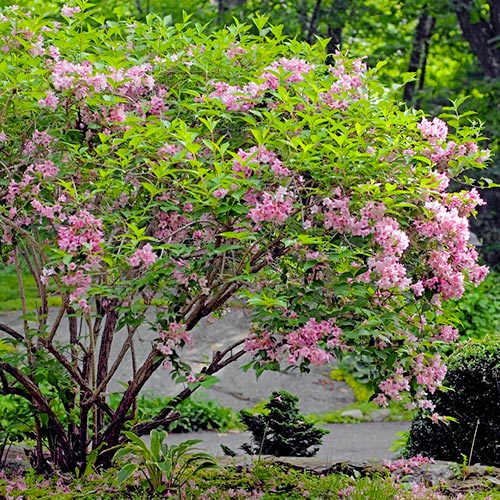 Weigela (Krzewuszka cudowna) Rosea interface.image 1 interface.art 9196