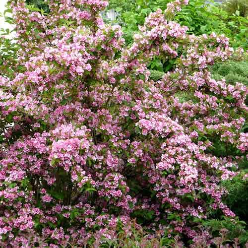 Weigela (Krzewuszka cudowna) Rumba interface.image 1 interface.art 4719
