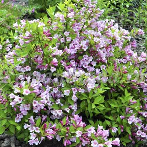 Weigela (Krzewuszka cudowna) Tango interface.image 1 interface.art 4721