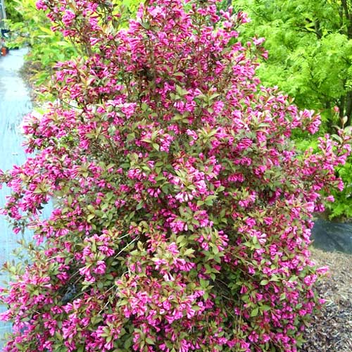 Weigela (Krzewuszka cudowna) Victoria interface.image 1 interface.art 2566